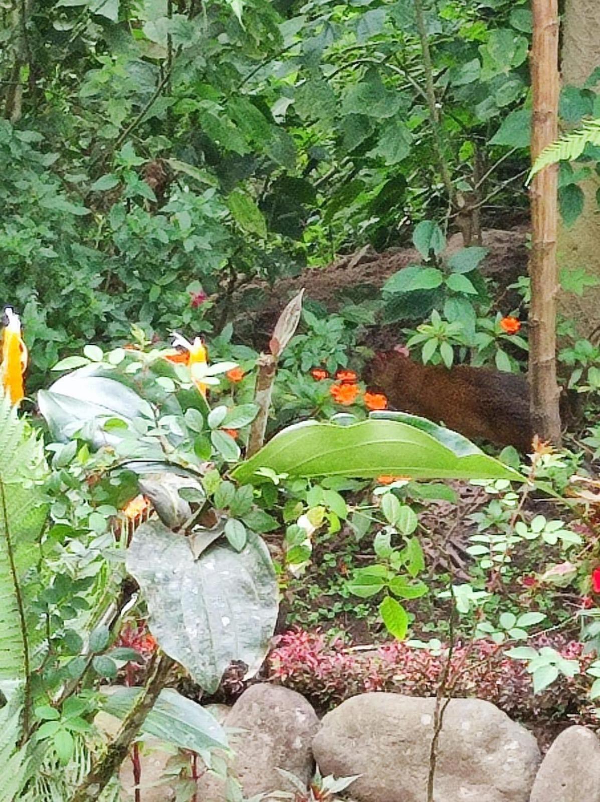 Casa Del Rio En Mindo B&B 외부 사진