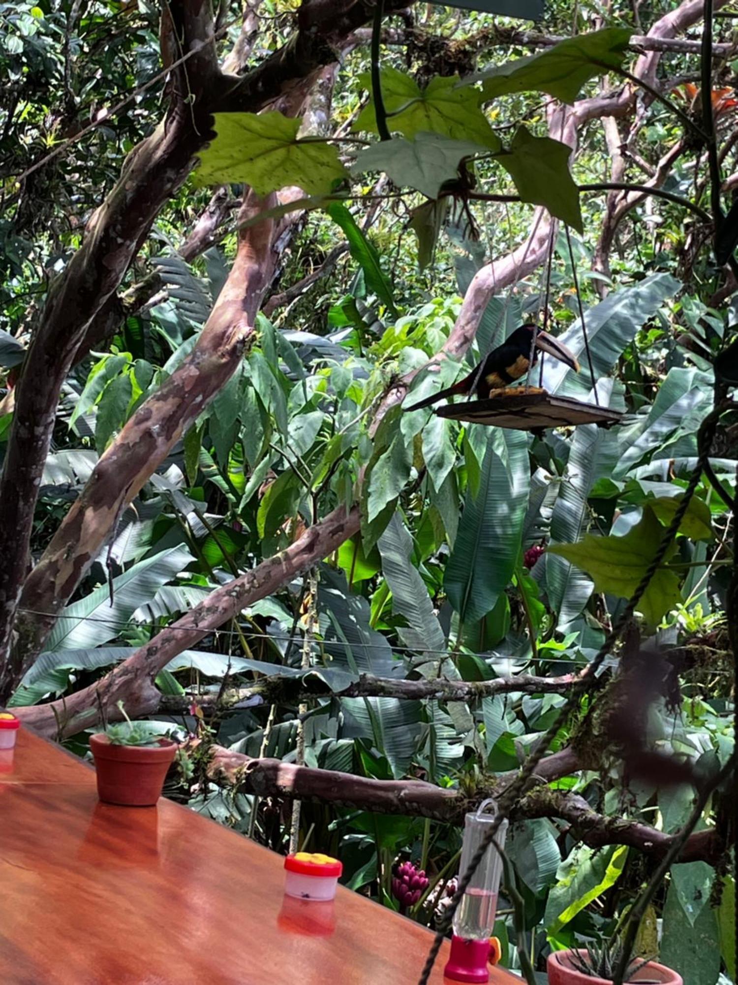 Casa Del Rio En Mindo B&B 외부 사진